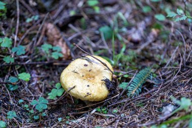Bir yaz günü dağ ormanında mantar. Makro görünümü kapat.