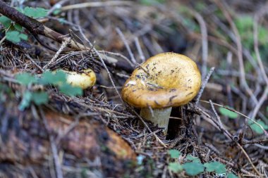 Bir yaz günü dağ ormanında mantar. Makro görünümü kapat.