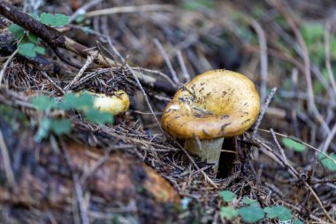 Bir yaz günü dağ ormanında mantar. Makro görünümü kapat.