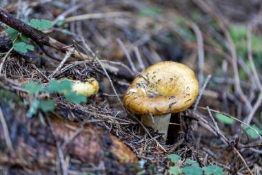 Bir yaz günü dağ ormanında mantar. Makro görünümü kapat.