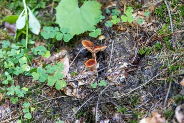 Bir yaz günü dağ ormanında mantar. Makro görünümü kapat.