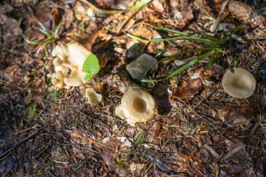 Bir yaz günü dağ ormanında mantar. Makro görünümü kapat.