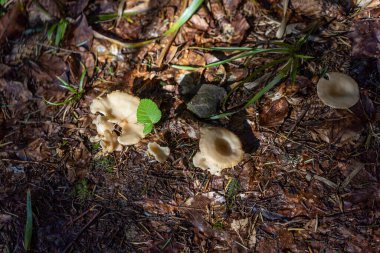 Bir yaz günü dağ ormanında mantar. Makro görünümü kapat.