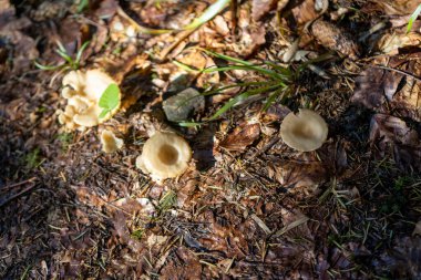 Bir yaz günü dağ ormanında mantar. Makro görünümü kapat.