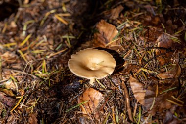 Bir yaz günü dağ ormanında mantar. Makro görünümü kapat.