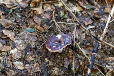Bir yaz günü dağ ormanında mantar. Makro görünümü kapat.