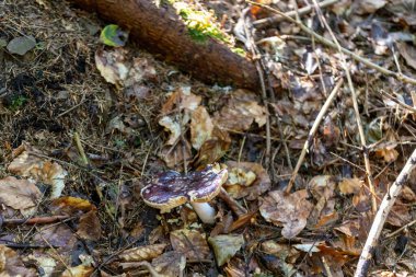 Bir yaz günü dağ ormanında mantar. Makro görünümü kapat.
