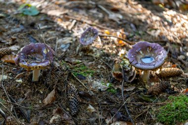 Bir yaz günü dağ ormanında mantar. Makro görünümü kapat.