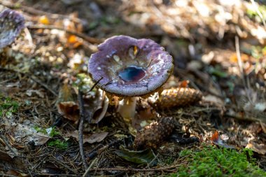 Bir yaz günü dağ ormanında mantar. Makro görünümü kapat.