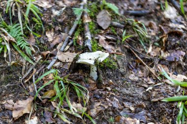 Bir yaz günü dağ ormanında mantar. Makro görünümü kapat.