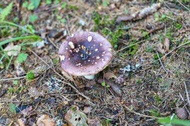 Bir yaz günü dağ ormanında mantar. Makro görünümü kapat.