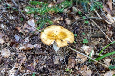 Bir yaz günü dağ ormanında mantar. Makro görünümü kapat.