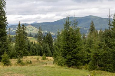 Bir yaz günü Ukrayna Karpatları 'nda dağ panoraması.