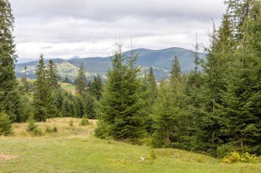 Bir yaz günü Ukrayna Karpatları 'nda dağ panoraması.