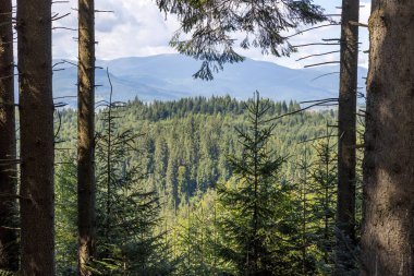 Ukrayna Karpatları 'nda yaz ormanı