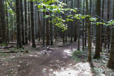Ukrayna Karpatlarının Dağ Ormanı.