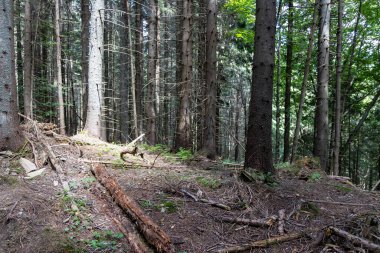Ukrayna Karpatlarının Dağ Ormanı.