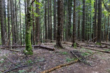 Ukrayna Karpatlarının Dağ Ormanı.
