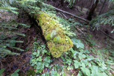 Yazın yeşil orman. Makro görünümü kapat.