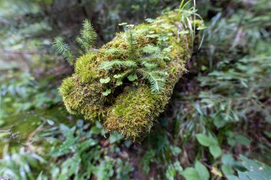 Yazın yeşil orman. Makro görünümü kapat.