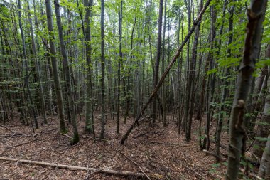 Ukrayna Karpatlarının Dağ Ormanı.