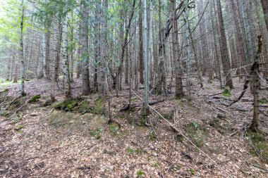 Ukrayna Karpatlarının Dağ Ormanı.