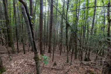 Ukrayna Karpatlarının Dağ Ormanı.