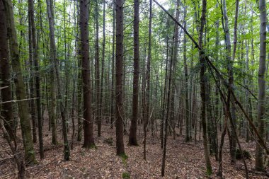 Ukrayna Karpatlarının Dağ Ormanı.