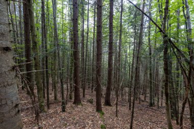 Ukrayna Karpatlarının Dağ Ormanı.