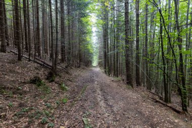 Ukrayna Karpatlarının Dağ Ormanı.