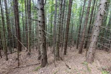 Ukrayna Karpatlarının Dağ Ormanı.