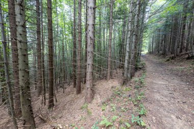Ukrayna Karpatlarının Dağ Ormanı.
