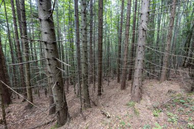 Ukrayna Karpatlarının Dağ Ormanı.