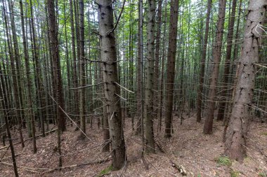 Ukrayna Karpatlarının Dağ Ormanı.