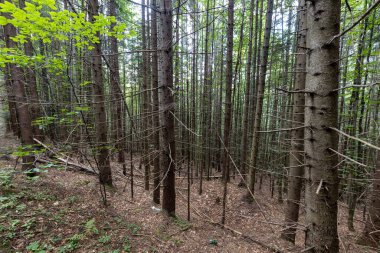Ukrayna Karpatlarının Dağ Ormanı.
