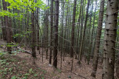 Ukrayna Karpatlarının Dağ Ormanı.