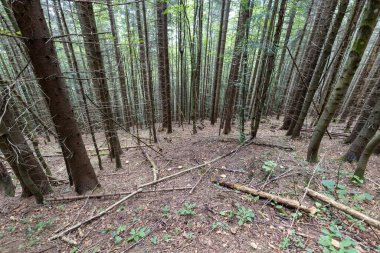 Ukrayna Karpatlarının Dağ Ormanı.