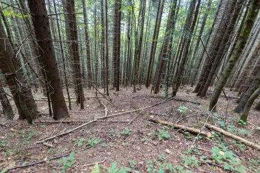 Ukrayna Karpatlarının Dağ Ormanı.