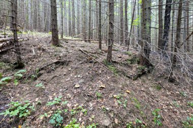 Ukrayna Karpatlarının Dağ Ormanı.