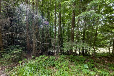 Ukrayna Karpatlarının Dağ Ormanı.