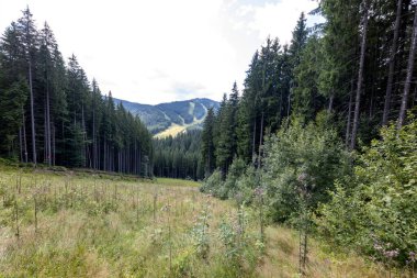 Bir yaz günü Ukrayna Karpatları 'nda dağ panoraması.