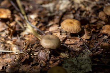 Bir yaz günü dağ ormanında mantar. Makro görünümü kapat.