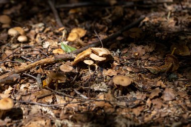 Bir yaz günü dağ ormanında mantar. Makro görünümü kapat.
