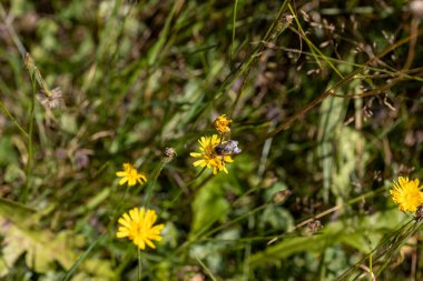 Ukrayna Karpatları 'ndaki dağ çiçekleri. Makro görünümü kapat.