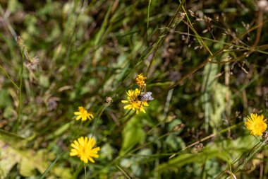 Ukrayna Karpatları 'ndaki dağ çiçekleri. Makro görünümü kapat.