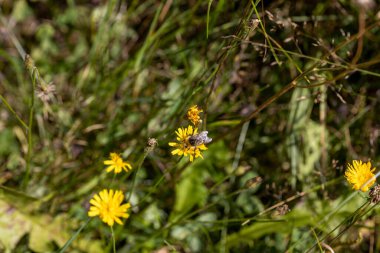 Ukrayna Karpatları 'ndaki dağ çiçekleri. Makro görünümü kapat.