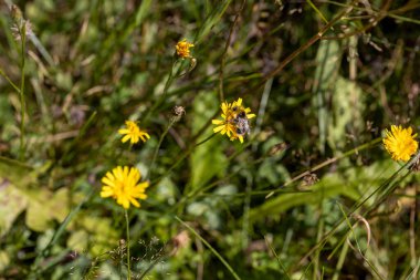 Ukrayna Karpatları 'ndaki dağ çiçekleri. Makro görünümü kapat.