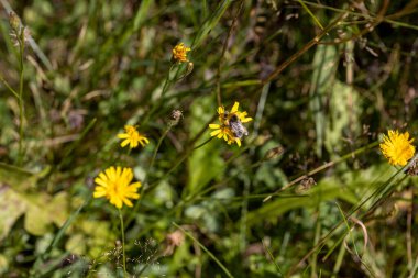 Ukrayna Karpatları 'ndaki dağ çiçekleri. Makro görünümü kapat.