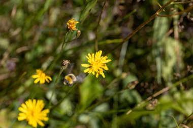 Ukrayna Karpatları 'ndaki dağ çiçekleri. Makro görünümü kapat.