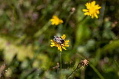 Sarı çiçekli arı. Makro görünümü kapat.